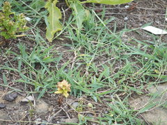 Takydromus stejnegeri