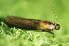 Sciota fumella