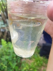 Rasbora
