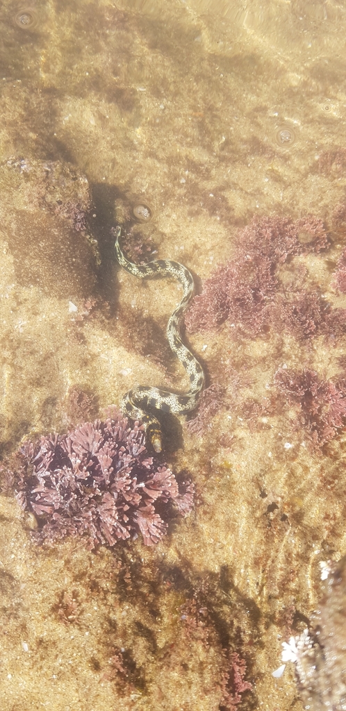 Snowflake moray