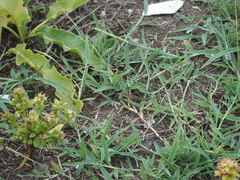 Takydromus stejnegeri