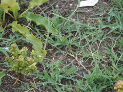 Takydromus stejnegeri