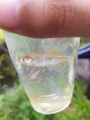 Rasbora