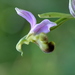 Ophrys apifera bicolor - Photo (c) virole_bridee, algunos derechos reservados (CC BY-NC-ND)