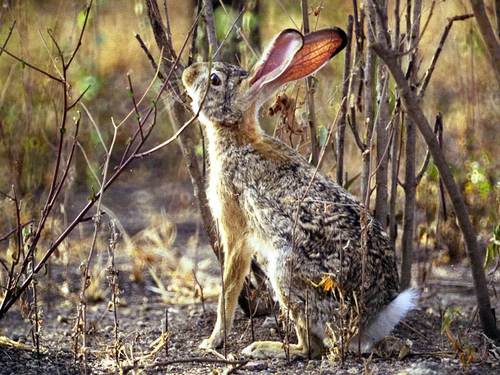 Cape Hare