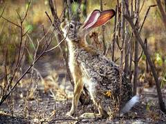 Cape Hare photo 2