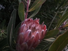 Protea compacta × susannae