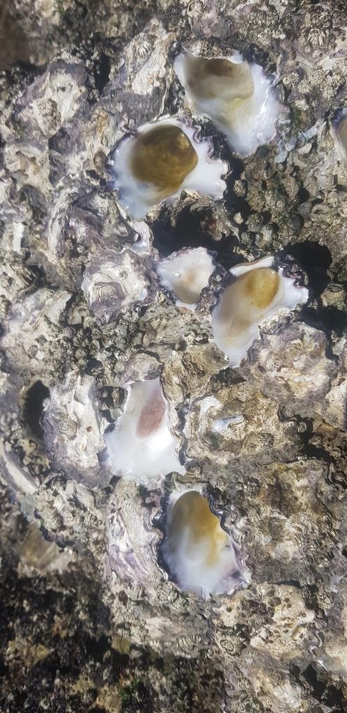 hooded oyster