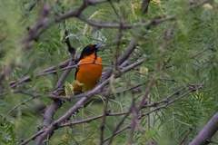 Icterus bullockii × galbula