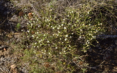 Selago ramosissima