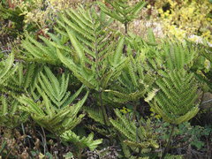 Pteris minor
