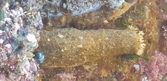 Holothuria cinerascens