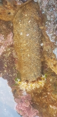 Holothuria cinerascens