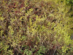 Sedum formosanum