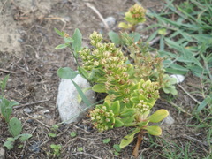 Lysimachia mauritiana