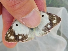 Colias poliographus