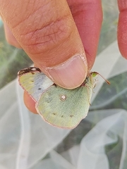 Colias poliographus
