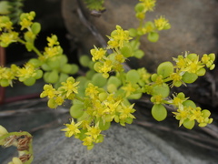 Sedum formosanum