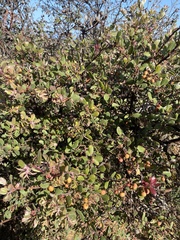 Arctostaphylos morroensis