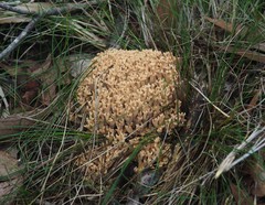 Ramaria pyrispora