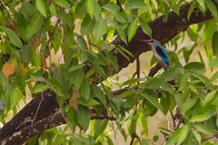 Halcyon senegalensis