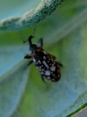 Cosmobaris scolopacea