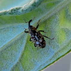 Cosmobaris scolopacea