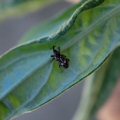 Cosmobaris scolopacea