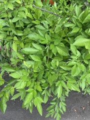 Ohwia caudata