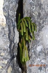 Phlegmariurus gnidioides