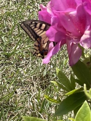 Papilio machaon hippocrates