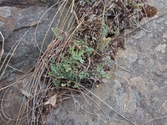 Cheilanthes lasiophylla