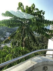Ailanthus fordii