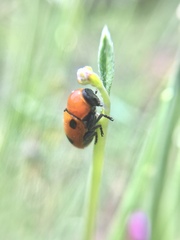 Cryptocephalus infirmior