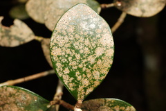Eugenia buxifolia image