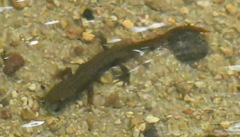 Paramesotriton hongkongensis