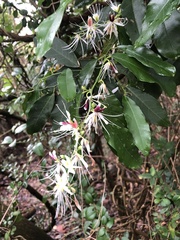 Capparis micracantha