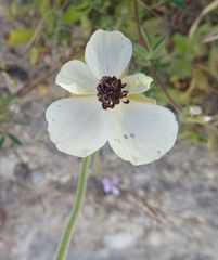 Ranunculus asiaticus