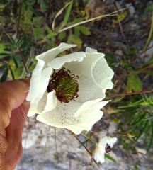 Ranunculus asiaticus