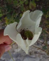 Ranunculus asiaticus