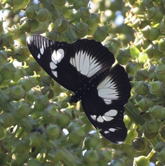 Pseudacraea lucretia
