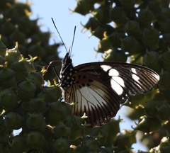 Pseudacraea lucretia