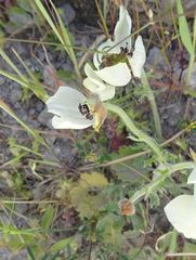 Ranunculus asiaticus