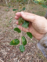 Petalostigma pubescens