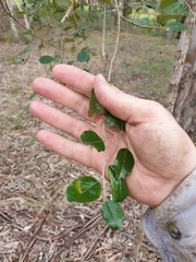 Petalostigma pubescens