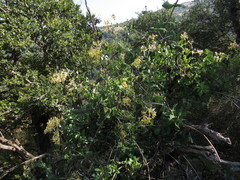 Lonicera etrusca