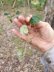Petalostigma pubescens