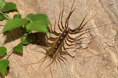 Thereuonema tuberculata