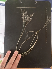 Tricholaena monachne