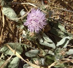 Centaurea raphanina